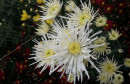 Cvijeće u Čapljini odlične kvalitete, sve je tempirano za blagdan Svih Svetih