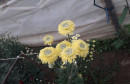 Cvijeće u Čapljini odlične kvalitete, sve je tempirano za blagdan Svih Svetih