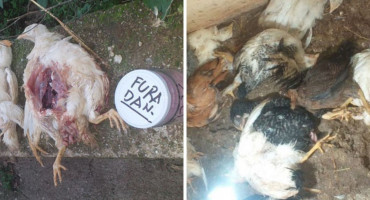 PSI ZADAVILI 46 PILIĆA, VLASNIK PRIJETI 'Furadan je spreman. Psi su vaša odgovornost i eliminirat ću sve one koji kroče na moju imovinu'