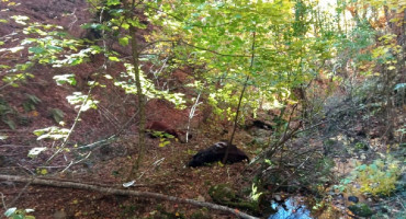PROZOR-RAMA Mine ubile dvije krave i tele
