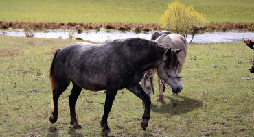Konji Livno