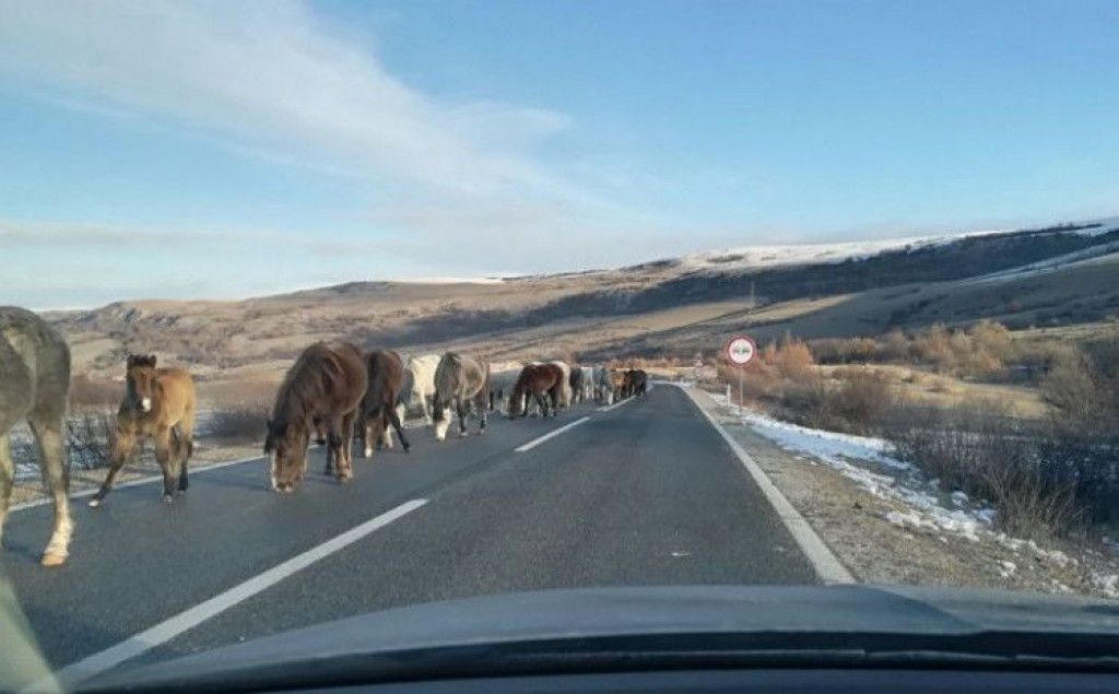 VOZAČI OPREZ Učestali odroni, divlji konji izlaze na prometnice