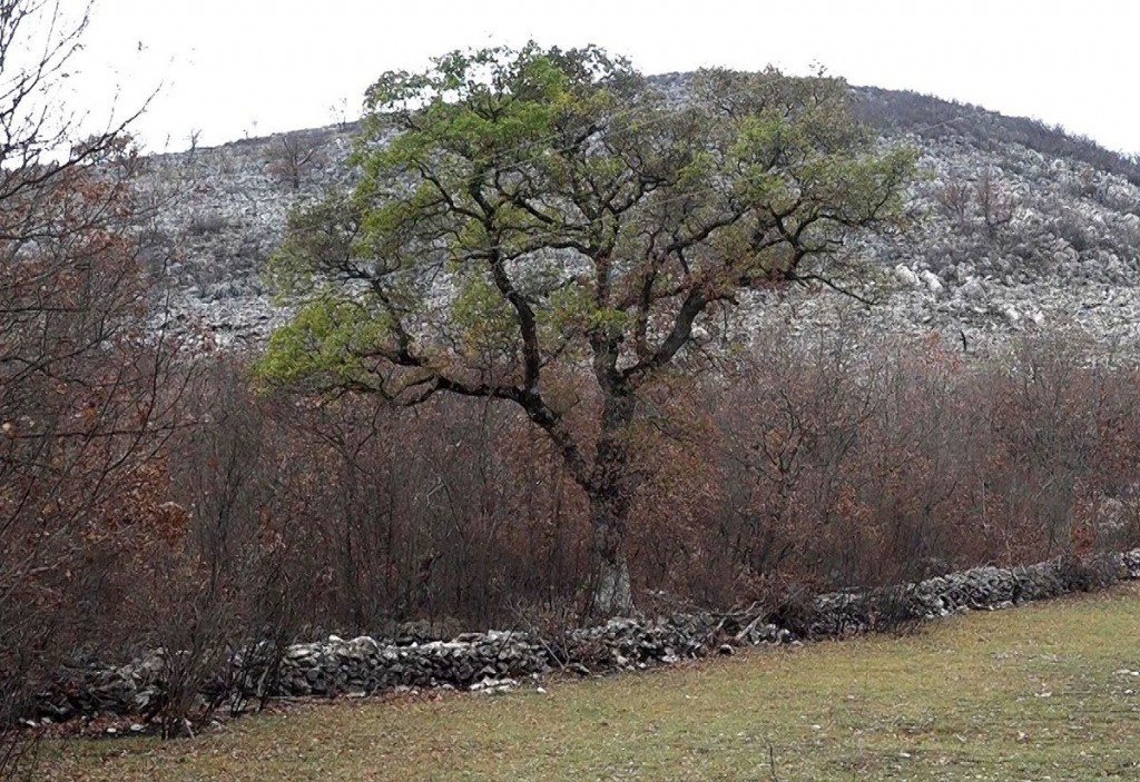 SELO KRAJ LJUBINJA Jeste li čuli za hrast koji ne gubi lišće tijekom cijele godine?
