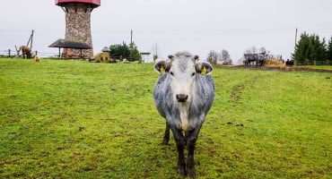 NIJE MILKA Latvijska plava krava spašena od izumiranja zbog kazališne predstave