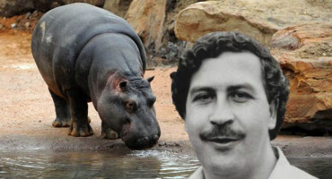 Pablo Escobar je uvezao nekoliko nilskih konja i danas ih je preko 100, a kolumbijske vlasti ih žele sve pobiti