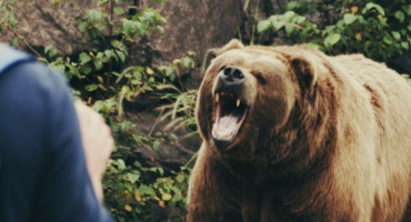 SVE IH JE VIŠE BLIZU NASELJENIH MJESTA Lov na medvjede uskoro bi mogao biti dopušten i u jednoj županiji FBiH