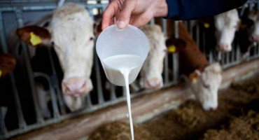 BiH Mljekari u traže povećanje cijene sirovog mlijeka