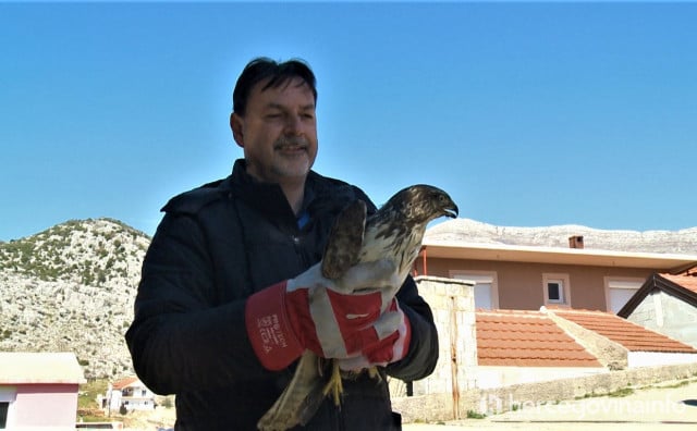 NAKON LIJEČENJA Orao mišar ponovno na slobodi