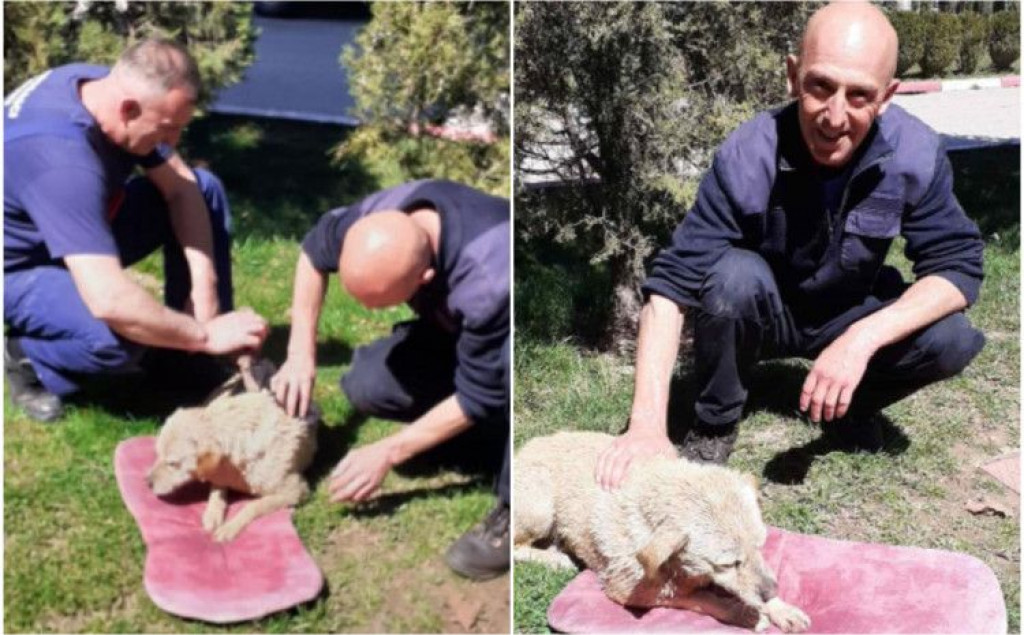 Vatrogasci spasili psa iz bunara koji je dva dana bio u vodi