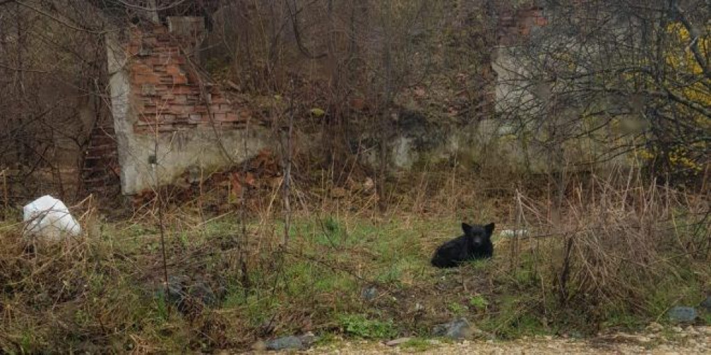 TREĆA GENERACIJA PASA ČEKA VLASNIKE Ovo je kuća u BiH koju već tridesetak godina čuvaju psi