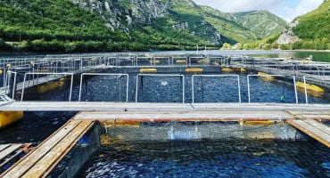 NE POSKUPLJUJE KAO MESO Sve veća potražnja za ribom u BiH