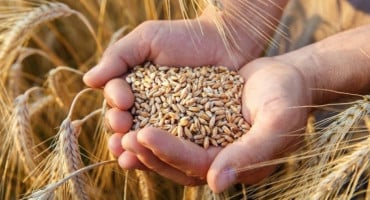 KONTROLIRANA EKONOMIJA Cijeli svijet će osjetiti cijene pšenice zbog jedne države