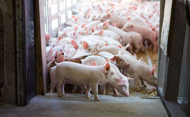NOVA ISTRAŽIVANJA Znanstvenici dešifriraju glasanja svinja od zadovoljstva do skvičanja pred klanje
