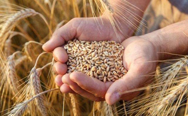 KONTROLIRANA EKONOMIJA Cijeli svijet će osjetiti cijene pšenice zbog jedne države