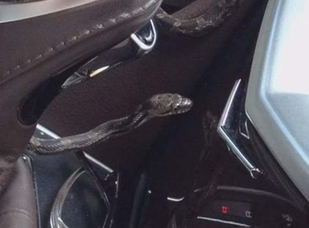 DEJA VU Vatrogasci i jučer izvlačili zmiju iz auta na parkingu kod Binga