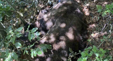 OAZA KRIVOLOVA Na području Istočne Hercegovine ubijen medo Maglić koji je imao GPS ogrlicu