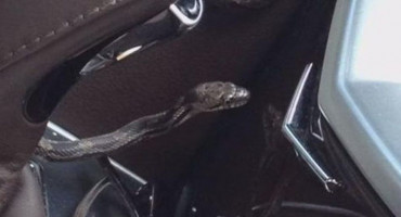 DEJA VU Vatrogasci i jučer izvlačili zmiju iz auta na parkingu kod Binga