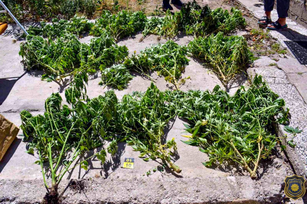 FUP u Mostaru otkrio mini plantažu cannabisa, zaplijenio oružje i priveo jednu osobu