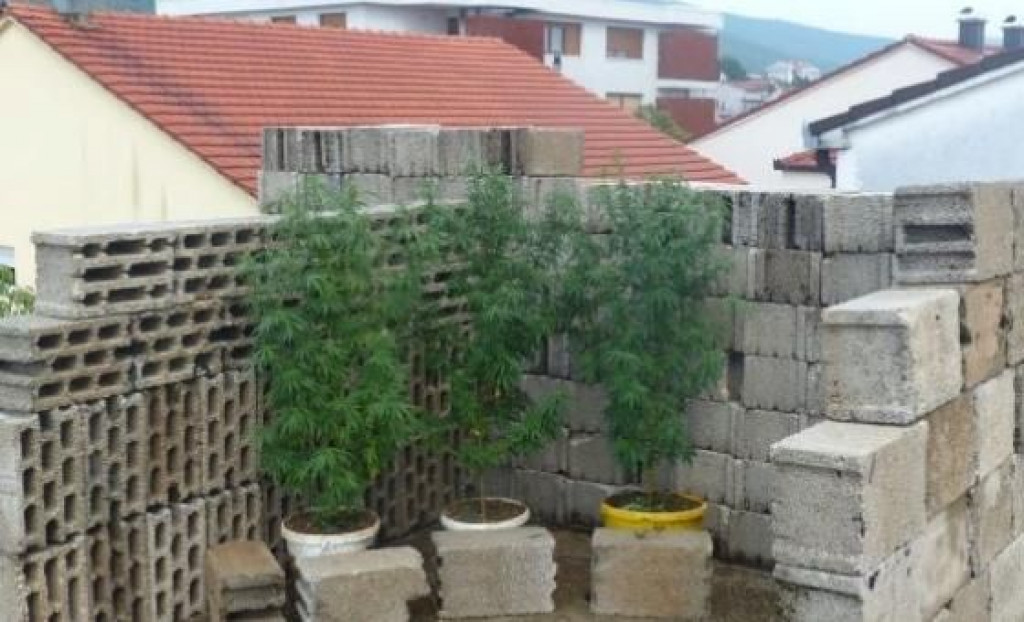 POLICIJA U ŽZH PONOVNO PRONAŠLA MARIHUANU Ovaj put nije vrećica, nego više od 90 stabljika