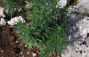 Otkriven zasad marihuane. Pronađeno 45 stabljika, karabin, streljivo...