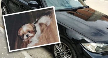 IPAK HAPPY END Djevojka pronašla psa za kojeg je vlasnik nudio BMW. Ona odbija automobil, ali će dobiti drugu nagradu