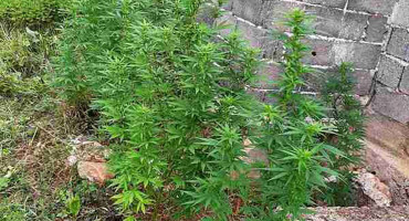 Stabljike canabis Konjic