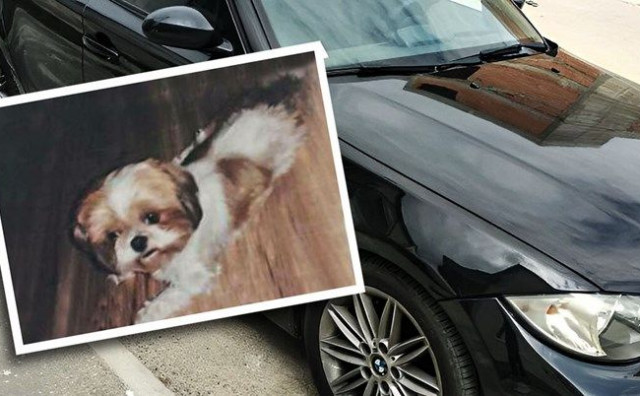 LJUBIMAC NEPROCJENJIVE VRIJEDNOSTI Boško daje BMW onome tko mu pronađe psa