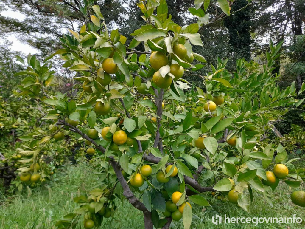 MOGU MANDARINE I U HERCEGOVINI Ovaj nasad u Ljubuškom star je više od 40 godina