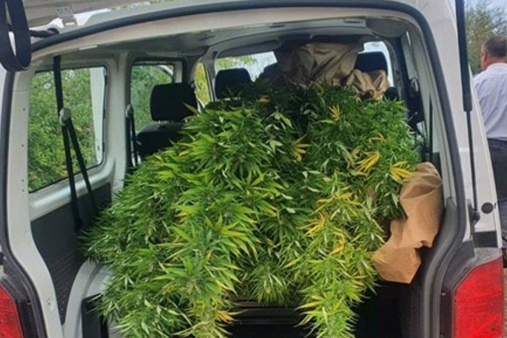 U HERCEGOVINI SE "LOVI" SAMO MARIHUANA Još jedna plantaža pronađena kod Čapljine
