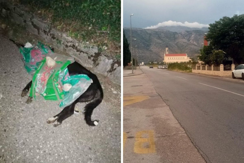 ČITATELJICA IZ RODOČA "Grad mora reagirati na trovanja pasa, ovo je stoti bez razloga otrovan"