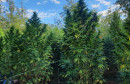 plantaža marihuane,marihuana,Počitelj,Hercegovina,droga