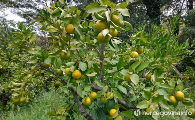 DOBRA GODINA ZA PROIZVOĐAČE Urod mandarina veći za dvadeset posto, ali i cijene veće nego lani