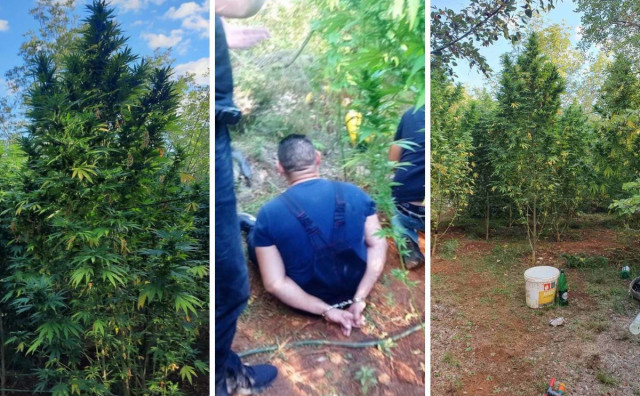 U Počitelju otkrivena plantaža marihuane, uhićene dvije osobe