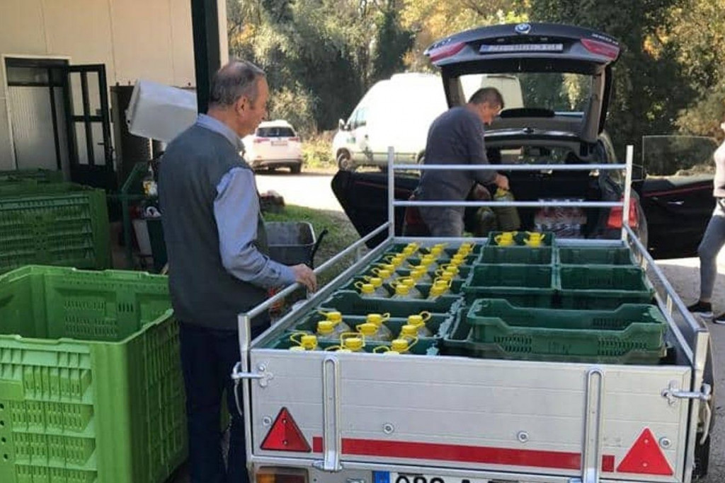 KREĆE BERBA MASLINA U HERCEGOVINI Godina je puno bolja nego prošla, rastu dnevnice za berače, ali i cijena ulja