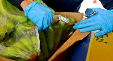 PONOVNO ISTA KOMBINACIJA U paketima s bananama pronađeno 30 kilograma kokaina