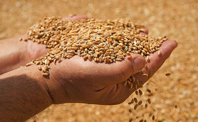 U FBiH smanjena proizvodnja pšenice, ali povećana proizvodnja trešanja