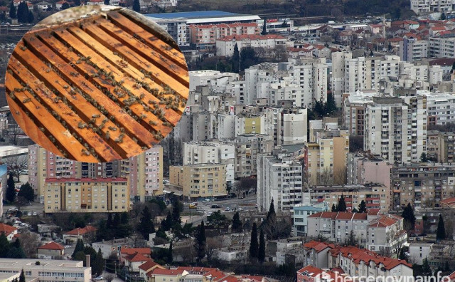 URBANO PČELARSTVO Hoće li se košnice naći na zgradama širom BiH