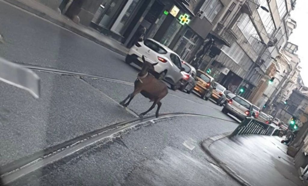 KOZA PROŠETALA SARAJEVOM Zbunila i sebe i vozače