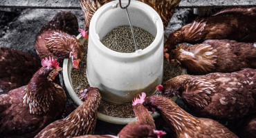 GASE SE FARME KOKA U BIH Peradari traže hitnu pomoć nadležnih, upozoravaju i na uvoz smrznute piletine iz Turske