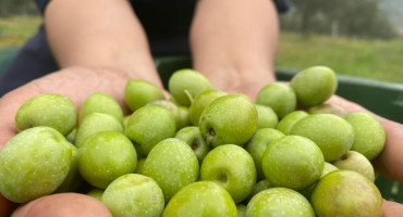 Uzgajivači u Hercegovini očekuju prosječan urod maslina i stabilne cijene ulja