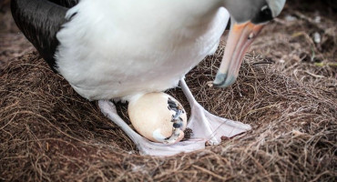 ZAŠTIĆENA KOLONIJA PTICA Nestala četiri jaja rijetkog albatrosa, u potragu se uključila i policija