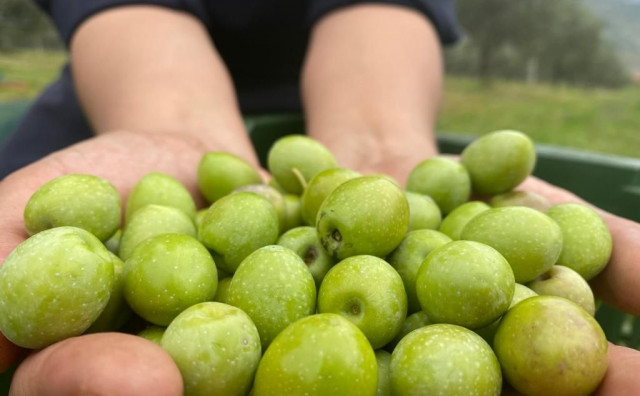 Uzgajivači u Hercegovini očekuju prosječan urod maslina i stabilne cijene ulja