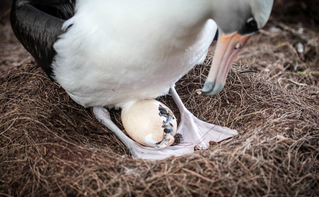 ZAŠTIĆENA KOLONIJA PTICA Nestala četiri jaja rijetkog albatrosa, u potragu se uključila i policija