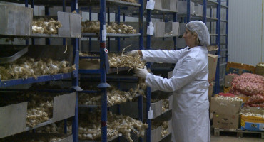 Tvornica iz Ljubinja prerađuje bijeli luk i pravi proizvode koji pomažu u liječenju raznih bolesti