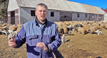 Bivši načelnik Kupresa Perica Romić napravio najbolju farmu ovaca u BiH. Planira nešto neviđeno