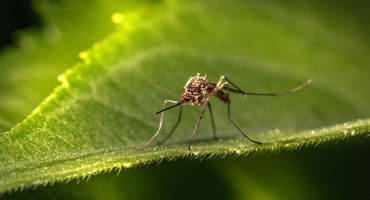 NESNOSNI INSEKTI Hrvatski znanstvenici osmislili aplikaciju za borbu protiv komaraca