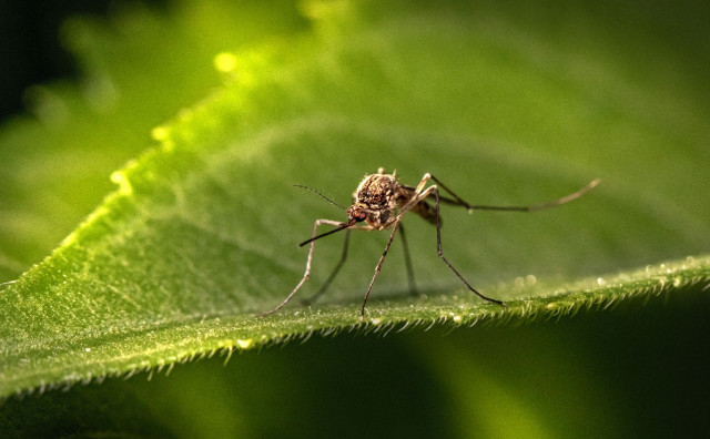 NESNOSNI INSEKTI Hrvatski znanstvenici osmislili aplikaciju za borbu protiv komaraca
