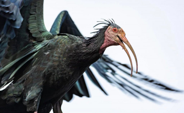 REZULTATI OBDUKCIJE Poznato što je ubilo ćelavog ibisa u dolini Neretve