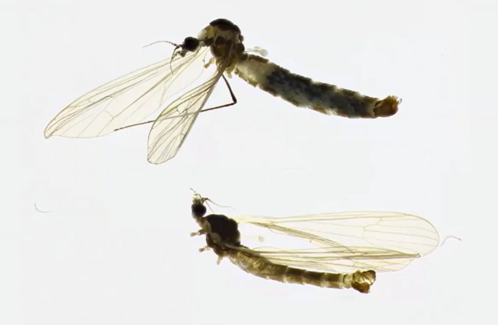insekt pronađen na Neretvi rijeka Neretva