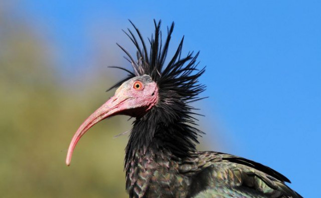 NE SLAŽU SE S POLICIJOM Udruga Biom tvrdi kako ćelavi ibis nije uginuo od moždanog udara